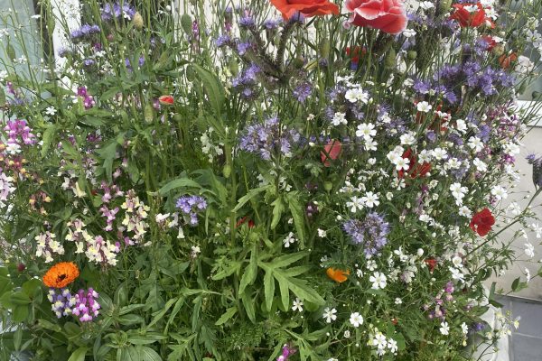 Wild Flowers at Toppesfield House